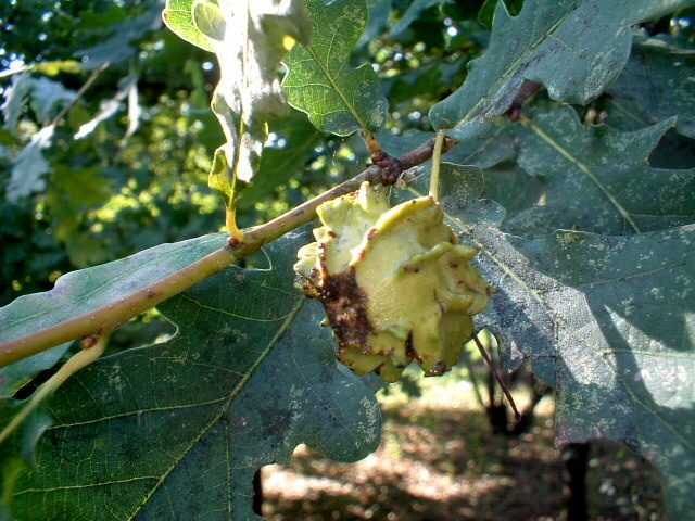 Galle: Andricus quercuscalicis e A. kollari